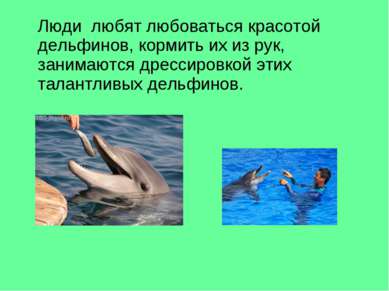 Люди любят любоваться красотой дельфинов, кормить их из рук, занимаются дресс...