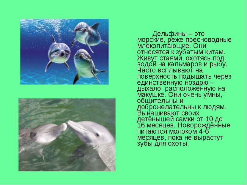 Дельфины – это морские, реже пресноводные млекопитающие. Они относятся к зуба...