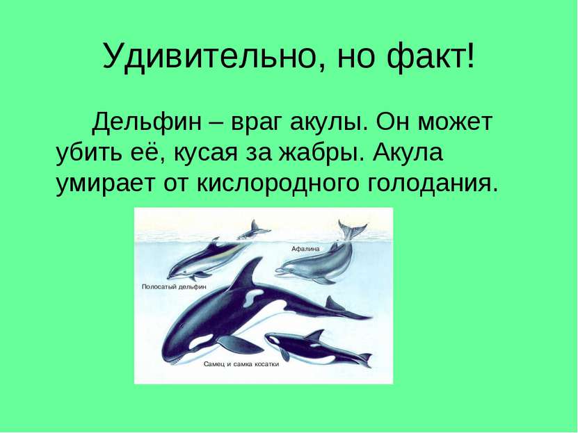 Удивительно, но факт! Дельфин – враг акулы. Он может убить её, кусая за жабры...