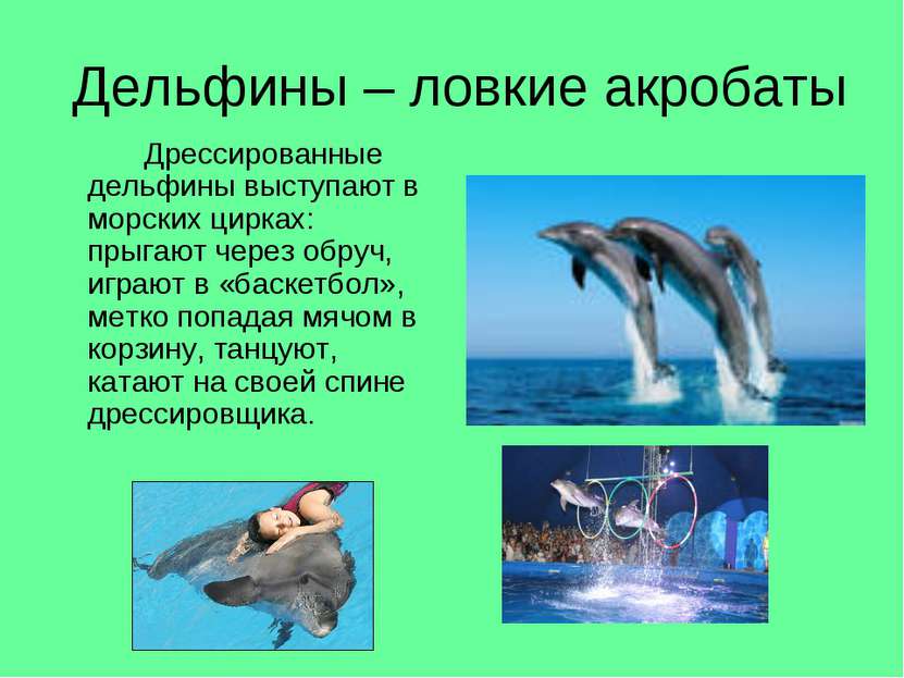 Дельфины – ловкие акробаты Дрессированные дельфины выступают в морских цирках...