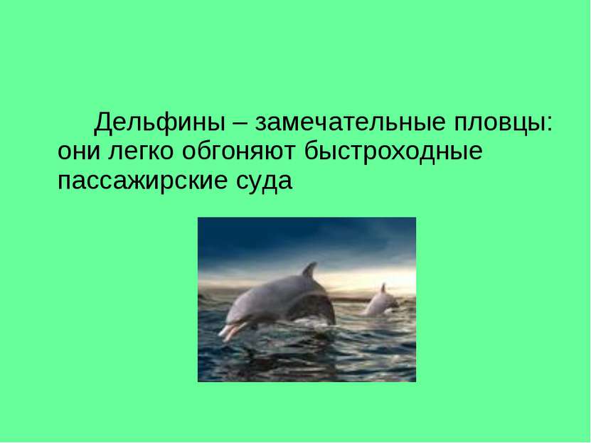 Дельфины – замечательные пловцы: они легко обгоняют быстроходные пассажирские...