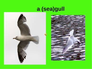 a (sea)gull