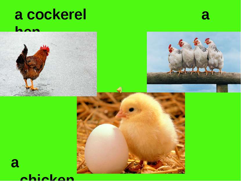 a cockerel a hen a chicken