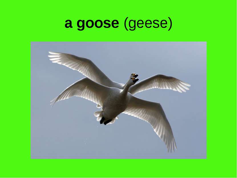 a goose (geese)