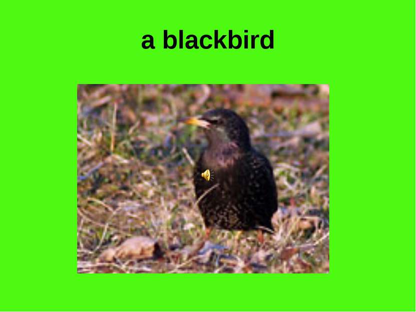 a blackbird