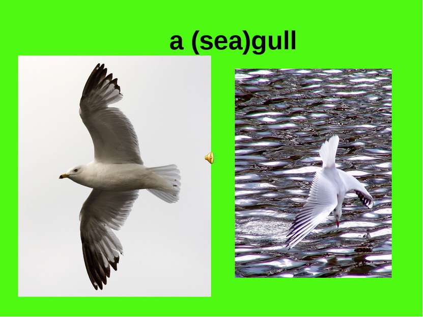 a (sea)gull