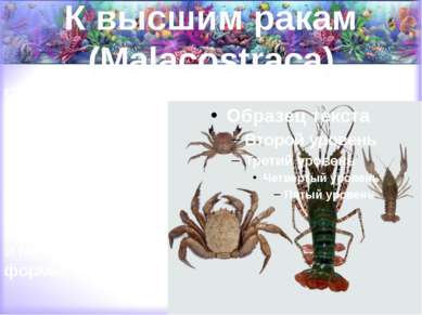 К высшим ракам (Malacostraca) относятся крабы, омары, лангусты, речные раки, ...