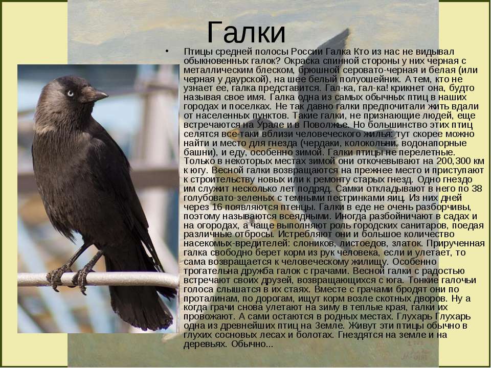 Крупные Птицы Средней Полосы России Фото