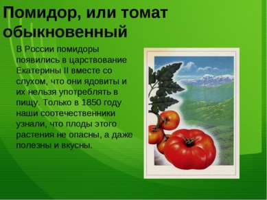 Помидор, или томат обыкновенный В России помидоры появились в царствование Ек...