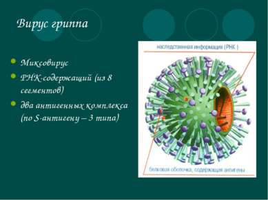 Вирус гриппа Миксовирус РНК-содержащий (из 8 сегментов) два антигенных компле...