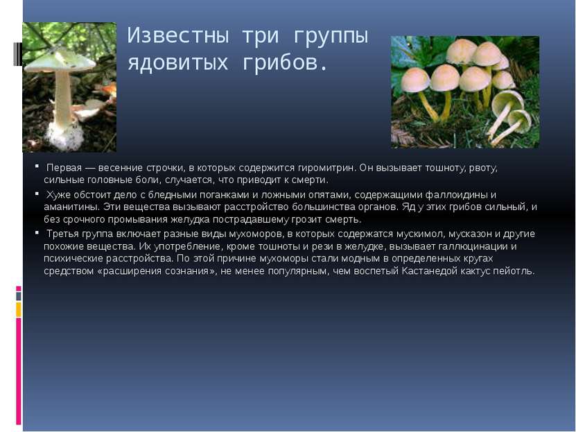 Известны три группы ядовитых грибов. Первая — весенние строчки, в которых сод...