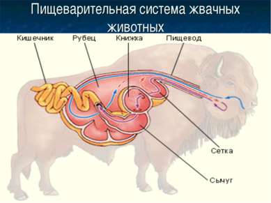 Пищеварительная система жвачных животных