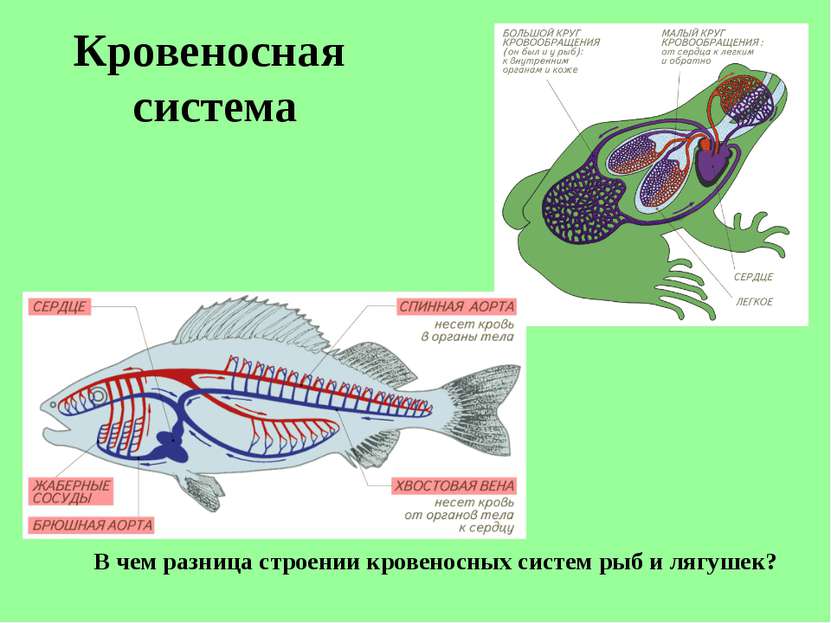 Кровеносная система В чем разница строении кровеносных систем рыб и лягушек?
