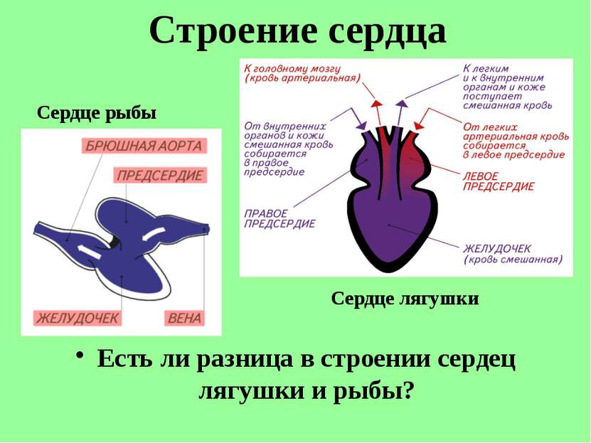 Есть ли разница в строении сердец лягушки и рыбы? Строение сердца Сердце рыбы...