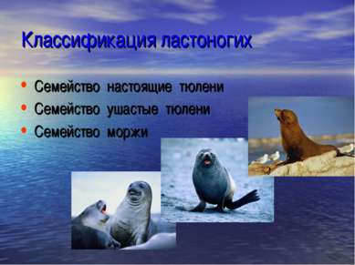 Классификация ластоногих Семейство настоящие тюлени Семейство ушастые тюлени ...