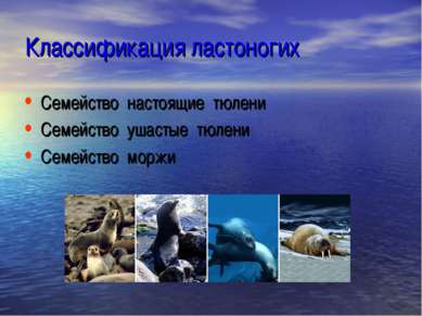 Классификация ластоногих Семейство настоящие тюлени Семейство ушастые тюлени ...