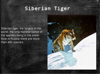 Siberian Tiger Siberian tiger, the largest in the world, the only representat...