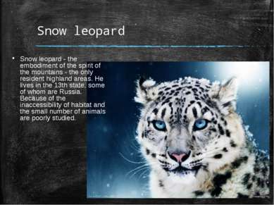 Snow leopard Snow leopard - the embodiment of the spirit of the mountains - t...