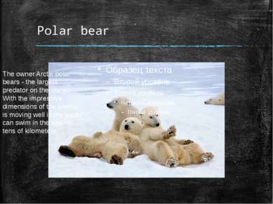 Polar bear The owner Arctic polar bears - the largest predator on the planet....