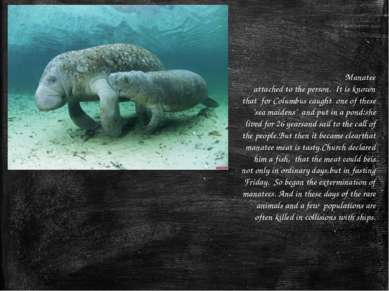 Manatee attached to the person.  It is known that  for Columbus caught  one o...