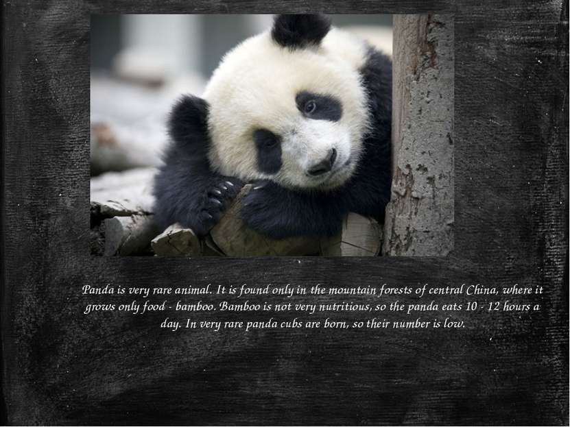 Panda is very rare animal. It is found only in the mountain forests of centra...