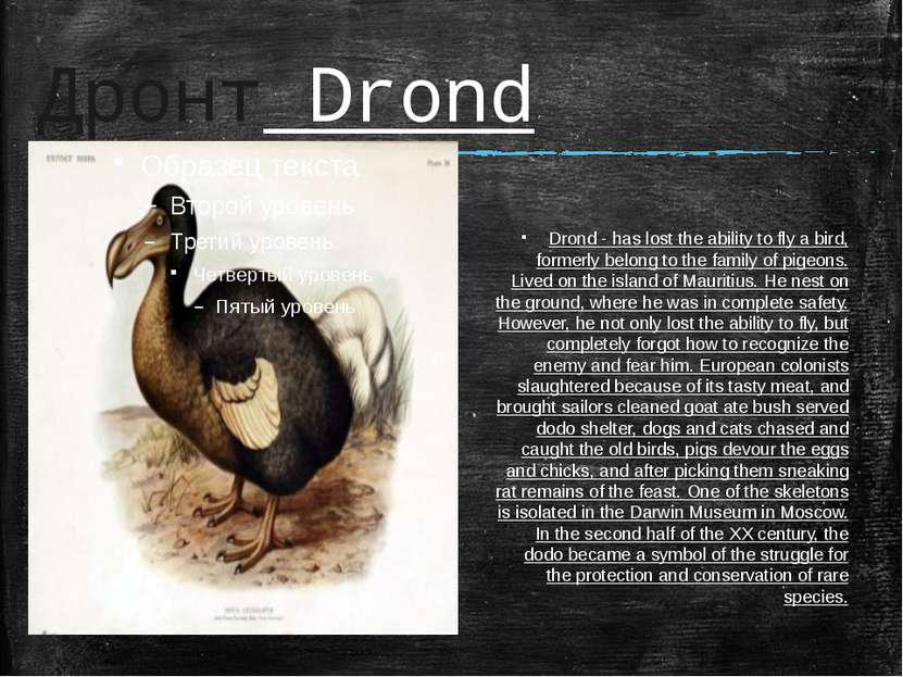 Дронт Drond Drond - has lost the ability to fly a bird, formerly belong to th...