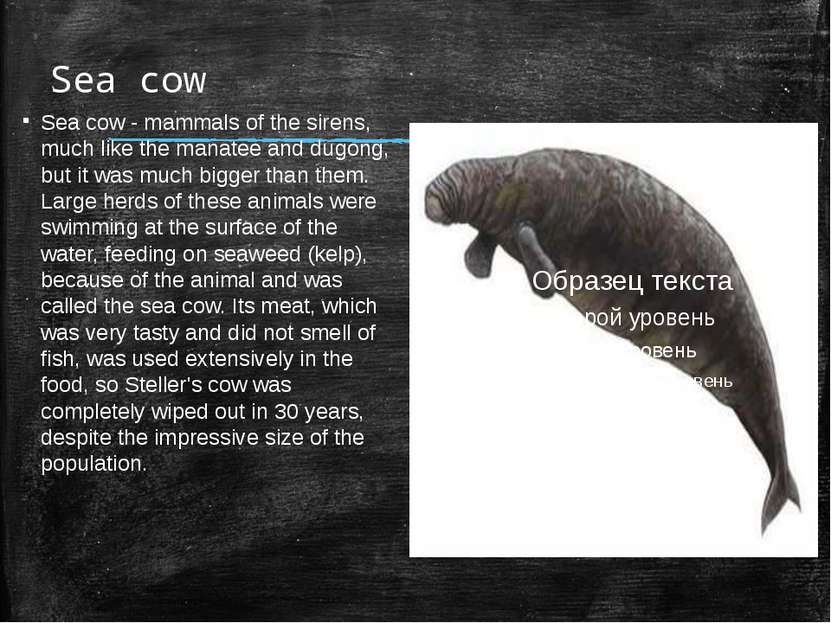 Sea cow Sea cow - mammals of the sirens, much like the manatee and dugong, bu...