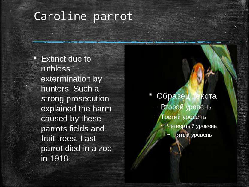 Caroline parrot Extinct due to ruthless extermination by hunters. Such a stro...