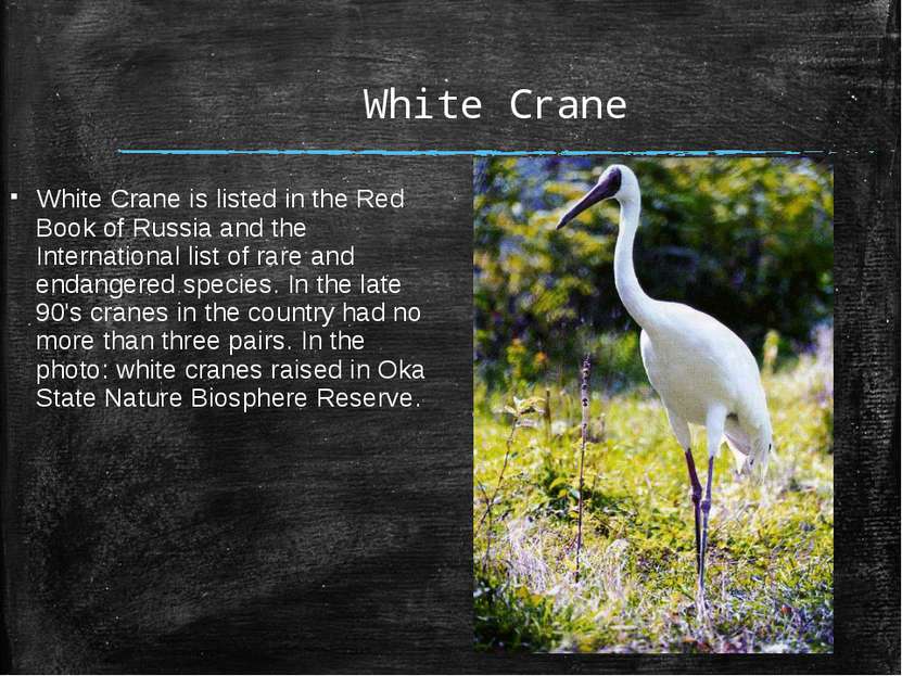 White Crane White Crane is listed in the Red Book of Russia and the Internati...