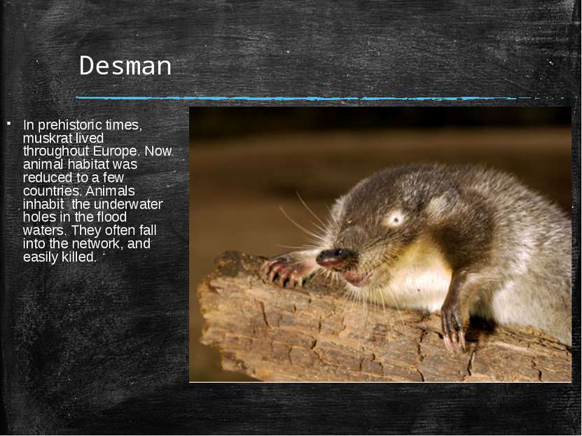 Desman In prehistoric times, muskrat lived throughout Europe. Now animal habi...