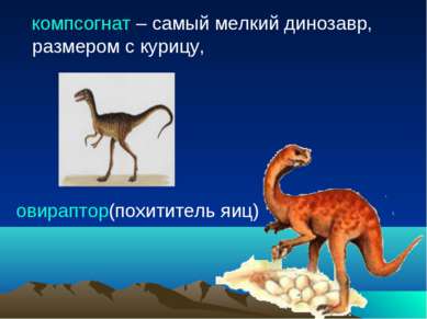 компсогнат – самый мелкий динозавр, размером с курицу, овираптор(похититель яиц)