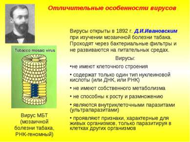 Отличительные особенности вирусов Вирусы открыты в 1892 г. Д.И.Ивановским при...