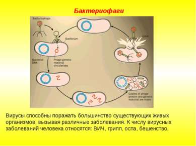 Бактериофаги Вирусы способны поражать большинство существующих живых организм...