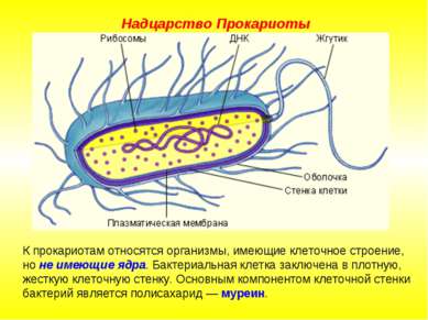 К прокариотам относятся организмы, имеющие клеточное строение, но не имеющие ...