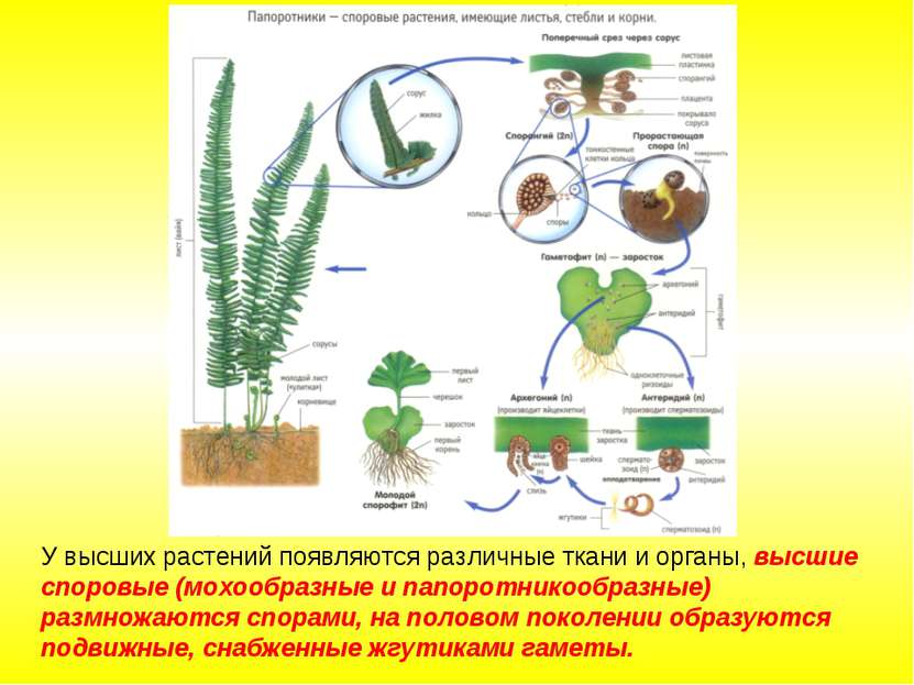 У высших растений появляются различные ткани и органы, высшие споровые (мохоо...