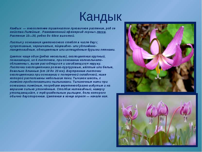 Кандык Кандык  — многолетнее травянистое луковичное растение, род семейства Л...