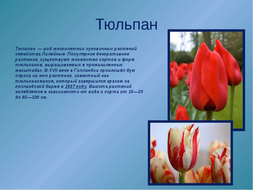 Тюльпан Тюльпан  — род многолетних луковичных растений семейства Лилейные. По...