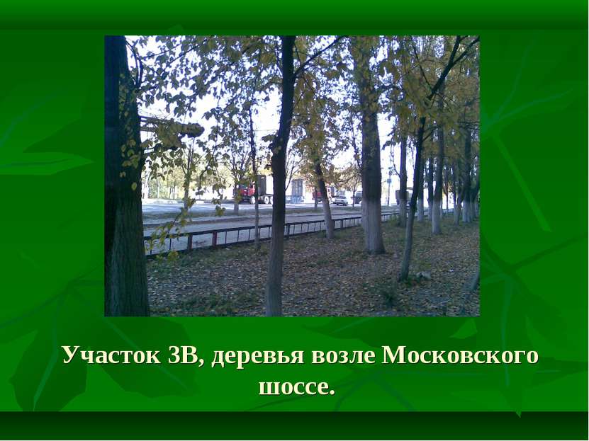 Участок 3В, деревья возле Московского шоссе.
