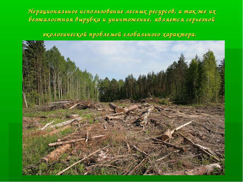 Нерациональное использование лесных ресурсов, а так же их безжалостная вырубк...