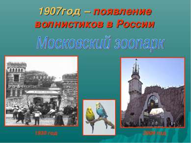 1907год – появление волнистиков в России 1930 год 2009 год