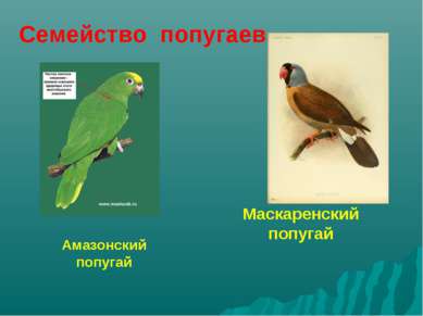 Маскаренский попугай Амазонский попугай Семейство попугаев