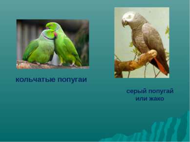 кольчатые попугаи серый попугай или жако