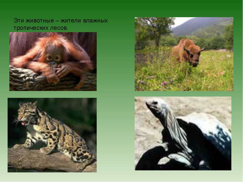 Конспекты уроков по географии животные тропических лесов вспомогательной школы
