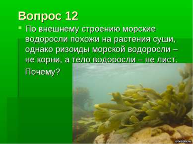 Вопрос 12 По внешнему строению морские водоросли похожи на растения суши, одн...