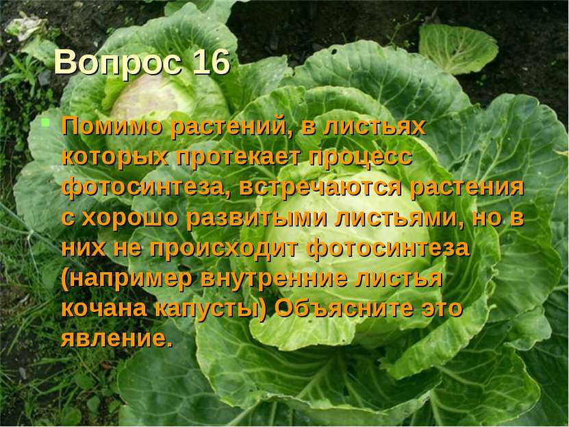 Вопрос 16 Помимо растений, в листьях которых протекает процесс фотосинтеза, в...