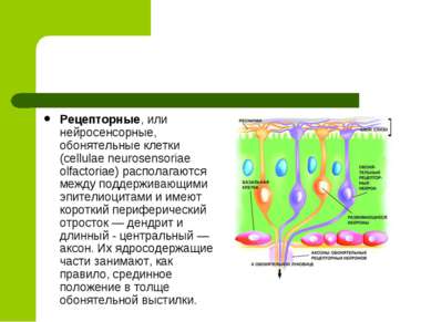 Рецепторные, или нейросенсорные, обонятельные клетки (cellulae neurosensoriae...