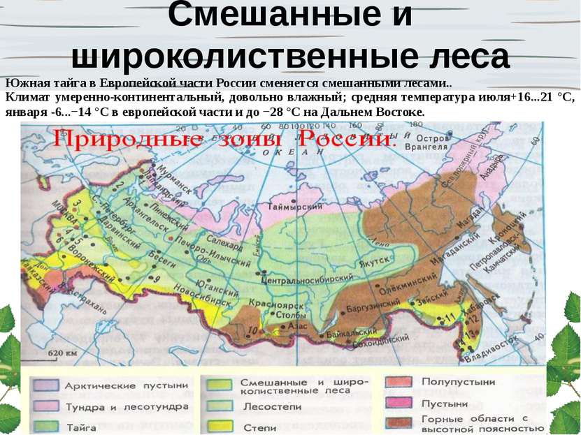 Смешанные и широколиственные леса Южная тайга в Европейской части России смен...