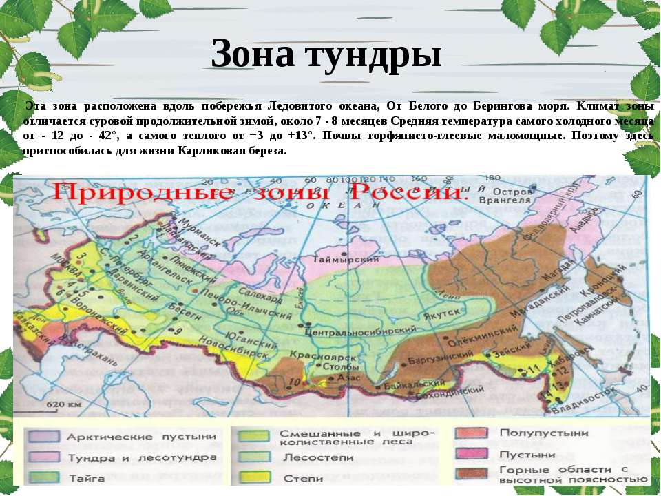 Тундра относительно морей и океанов. Тундра на карте природных зон. Климатические зоны тундры карта. Географическое положение зоны тундры в России. Зона тундра на карте России расположена.