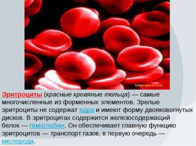 Эритроциты (красные кровяные тельца) — самые многочисленные из форменных элем...