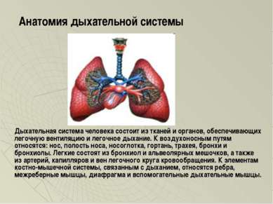 Дыхательная система человека состоит из тканей и органов, обеспечивающих лего...